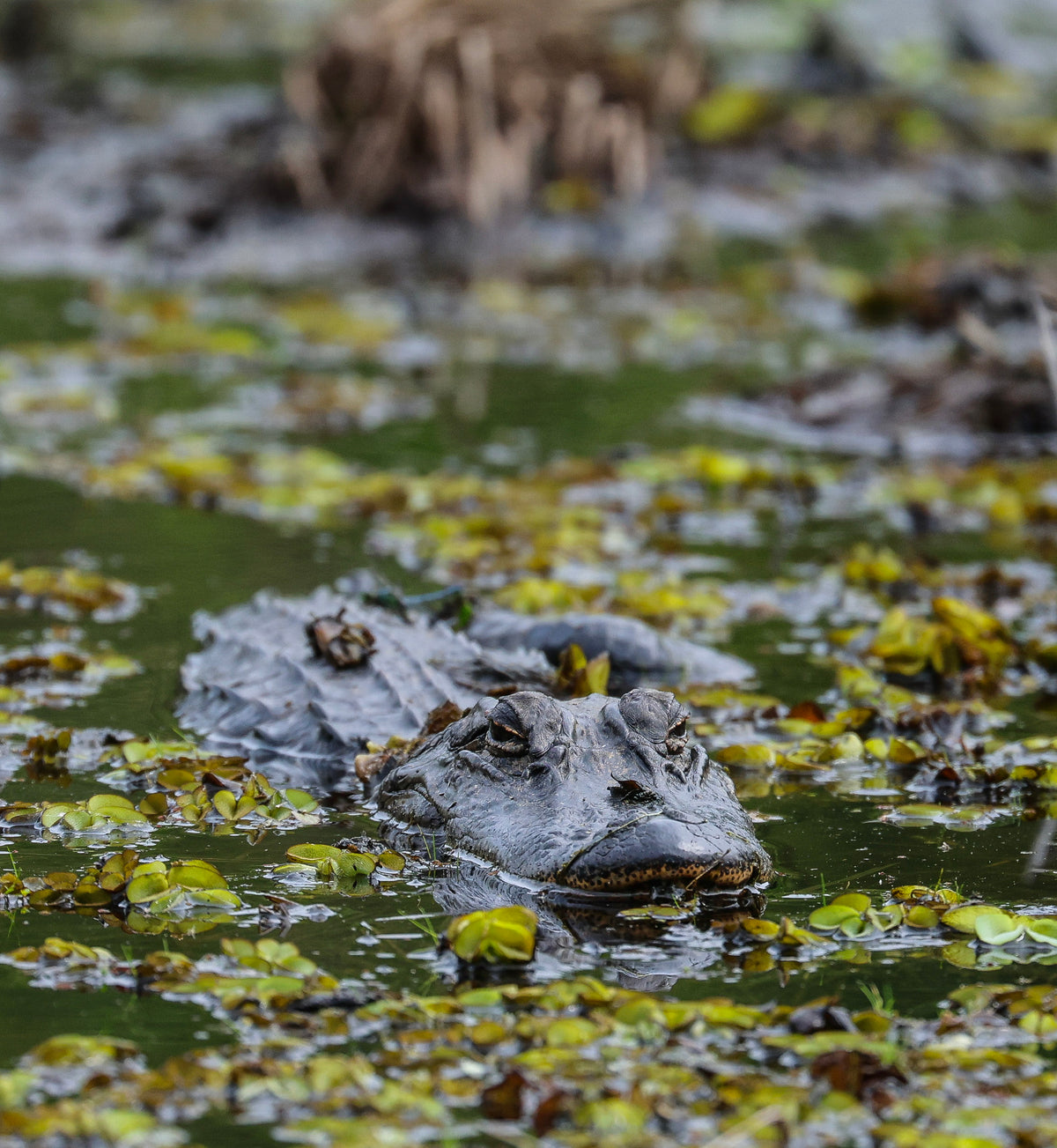 The Gentleman of the Swamp