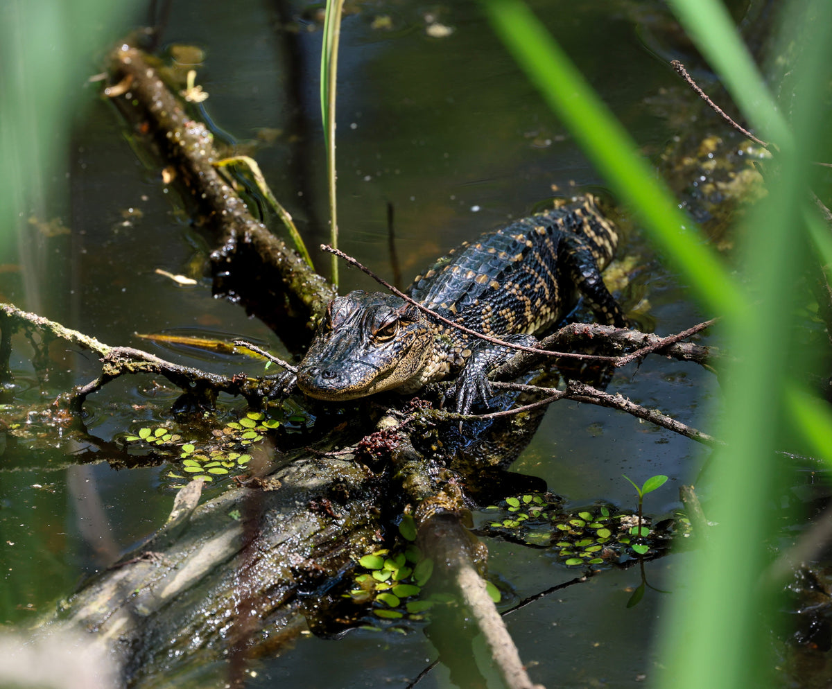Swamp Rookie