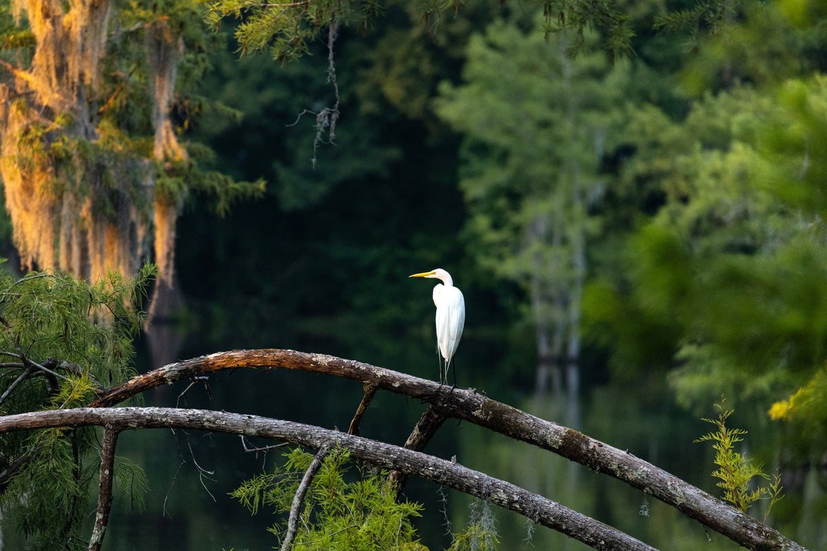 Sunset Perch