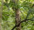 Owl Friend