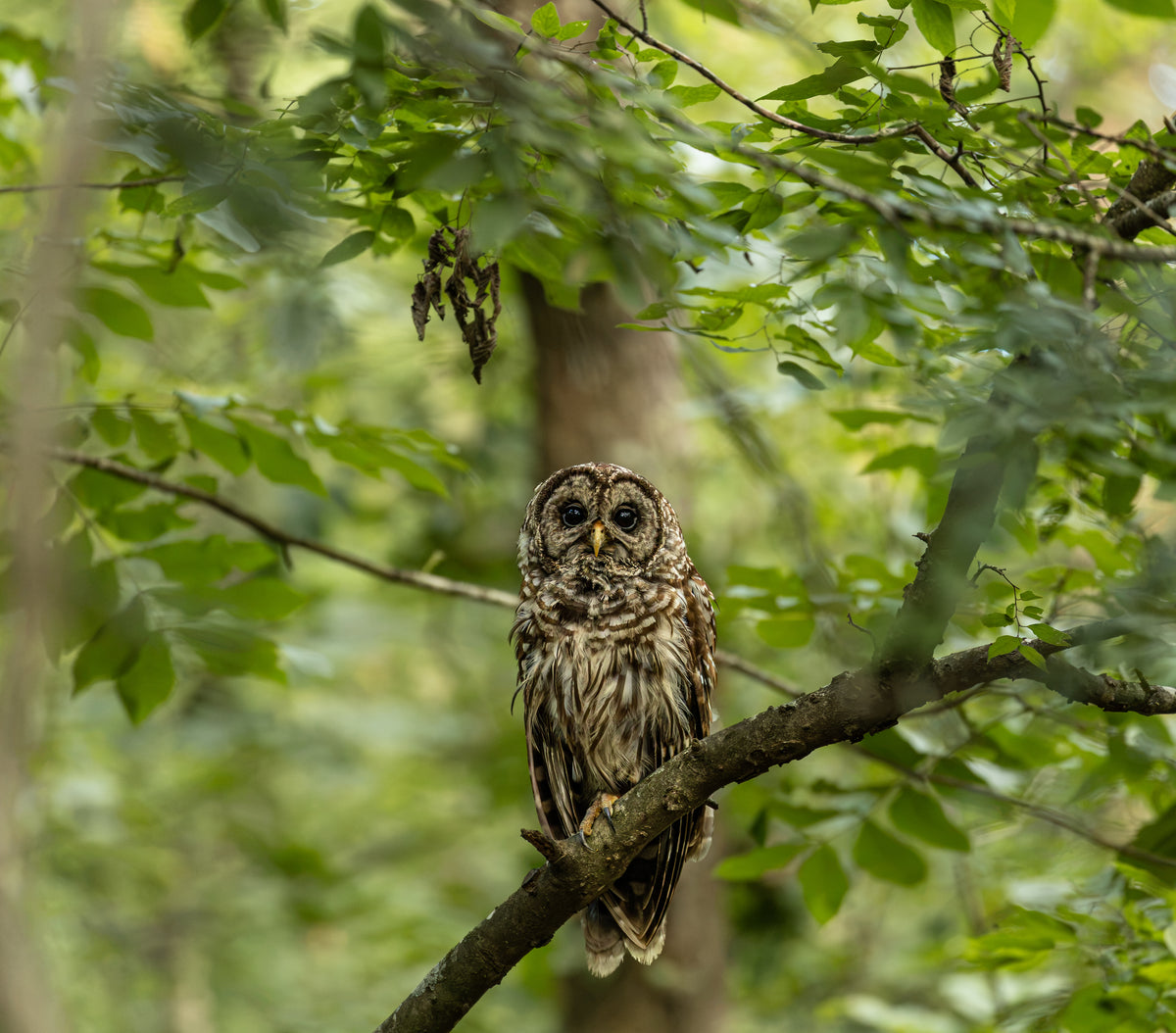 Owl Friend