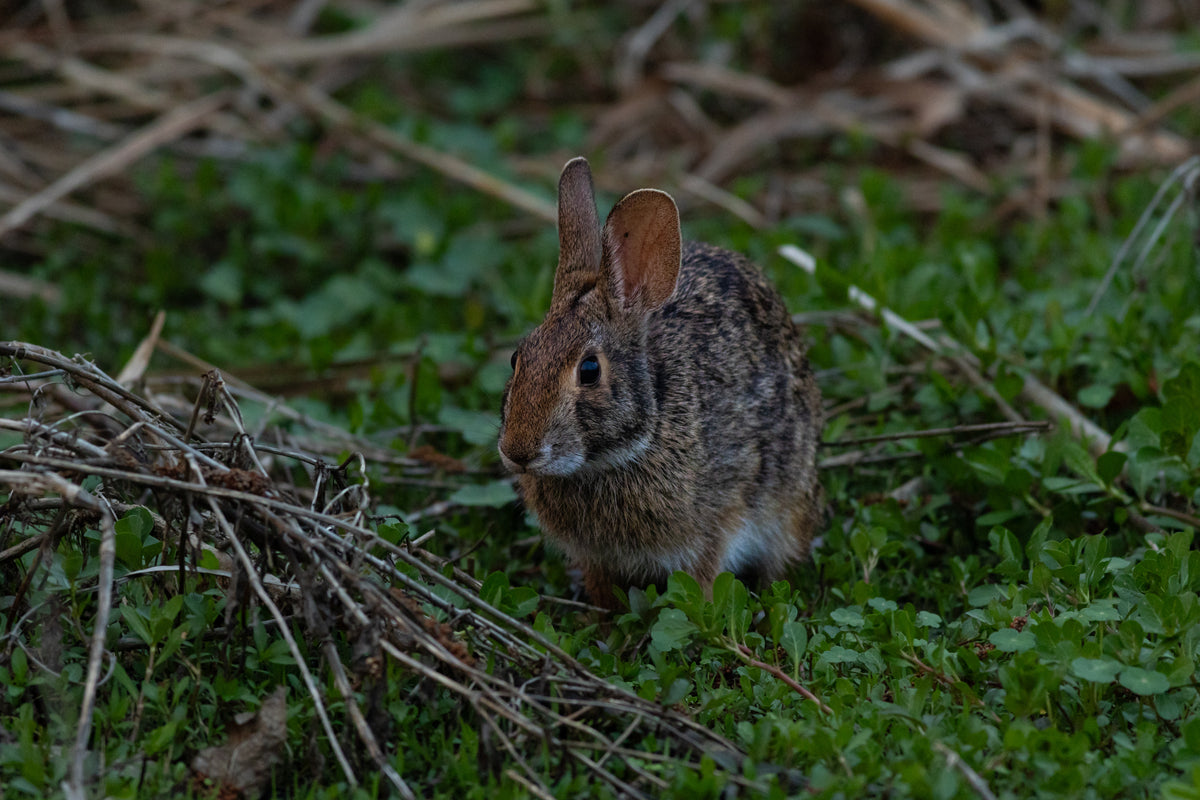 Little Keeper of the Marsh