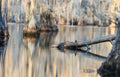 Log Gator