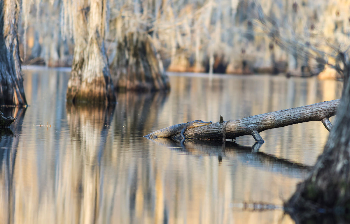 Log Gator