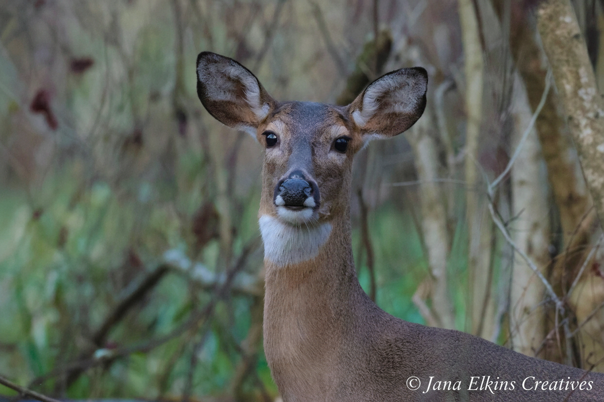 Mama Deer