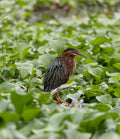 Fluffed Green Heron