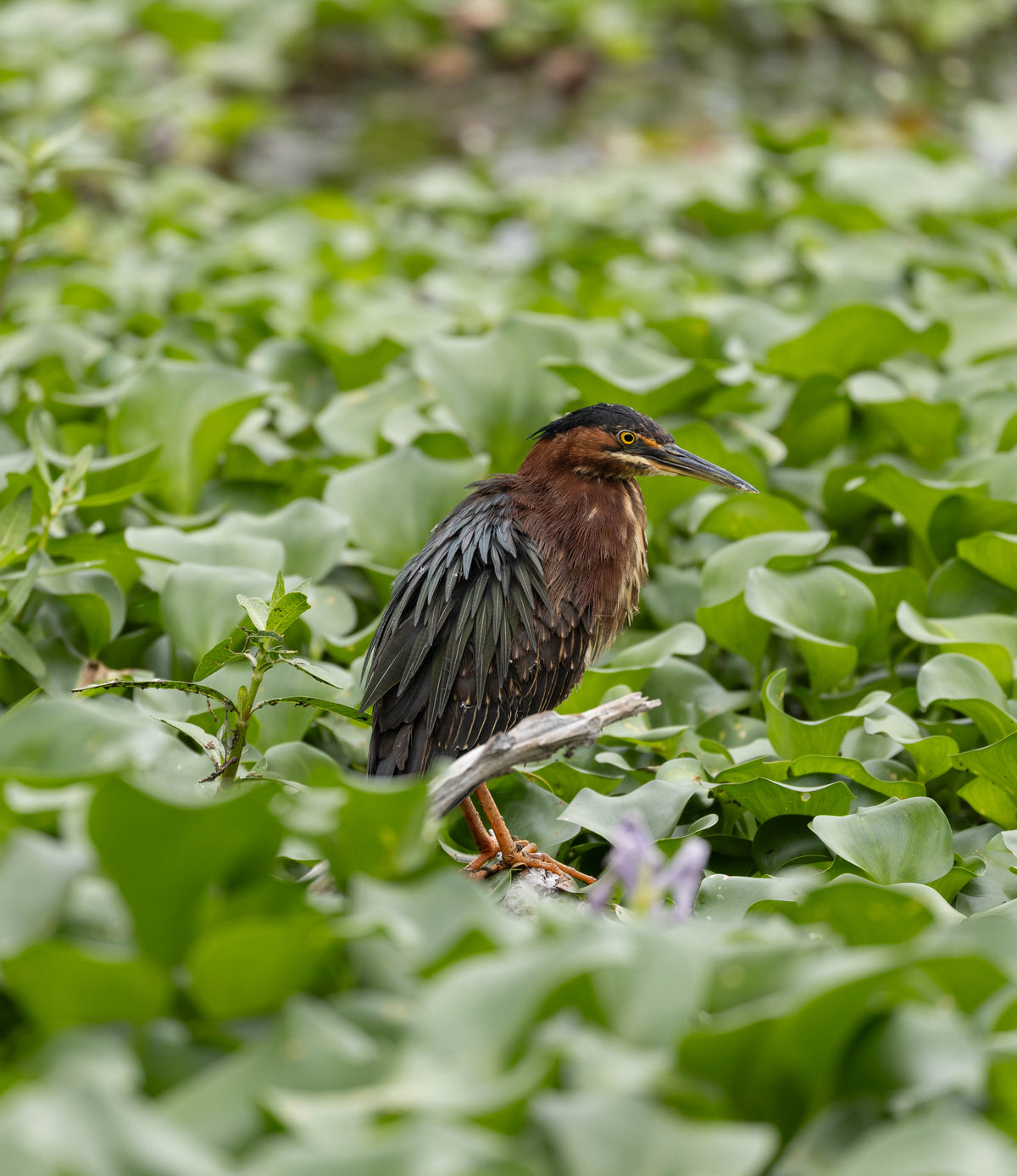 Fluffed Green Heron