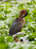 Heron Scratch